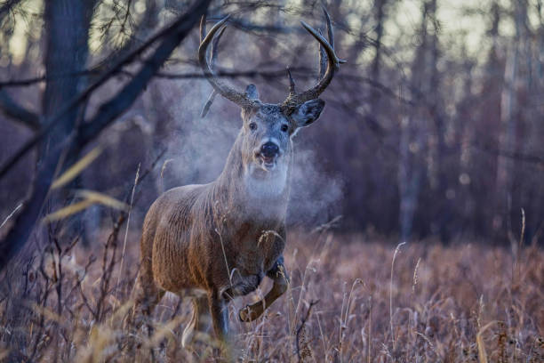 South Dakota Deer Season 2026: License Reductions, Buck-Only Rules, and SE County Closures