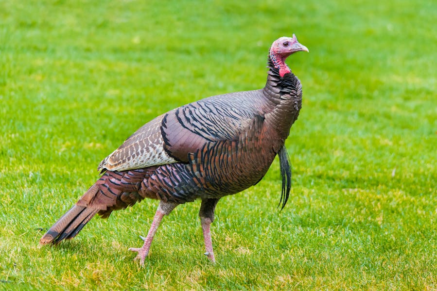 Wild turkey standing in a grassy field